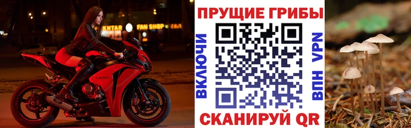 кракен сайт где можно купить Поворино Галлюциногенные грибы Psilocybine cubensis